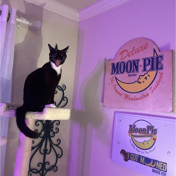 Meet your Posher, Tessa - Picture 4 of 5